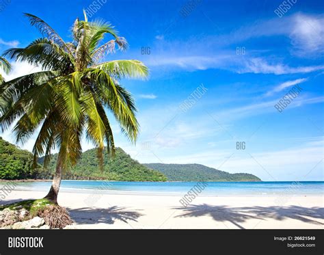 Summer Sunny Beach Tropical Palm Image And Photo Bigstock