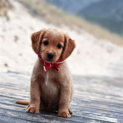 Cute and Adorable Puppy Pictures | Cuteness Overflow