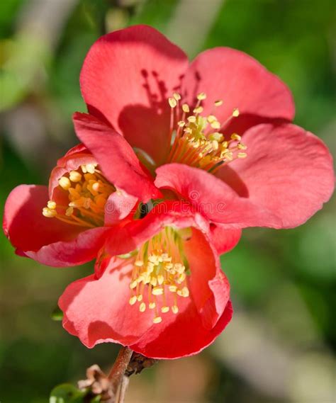 Beautiful Red Flower Stock Image Image Of Botany Grow 33105707