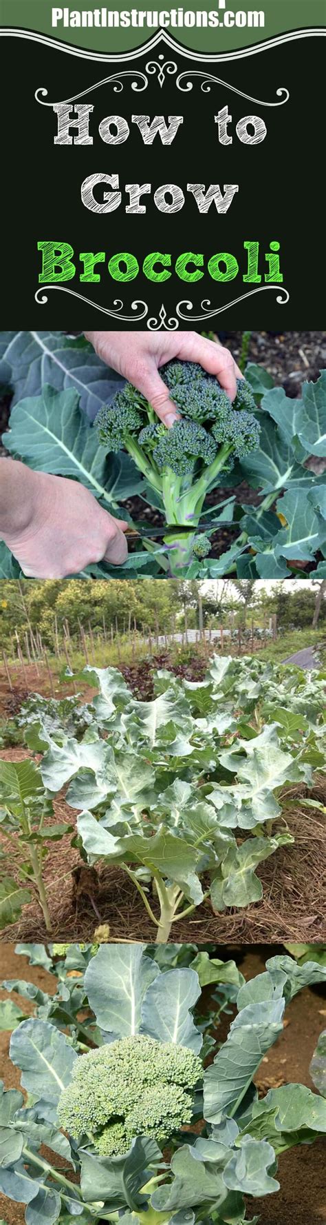 How To Grow Broccoli From Seeds Plant Instructions