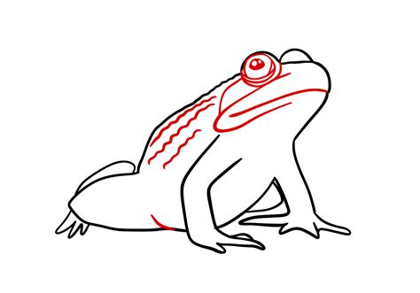 How To Draw Frog Design School