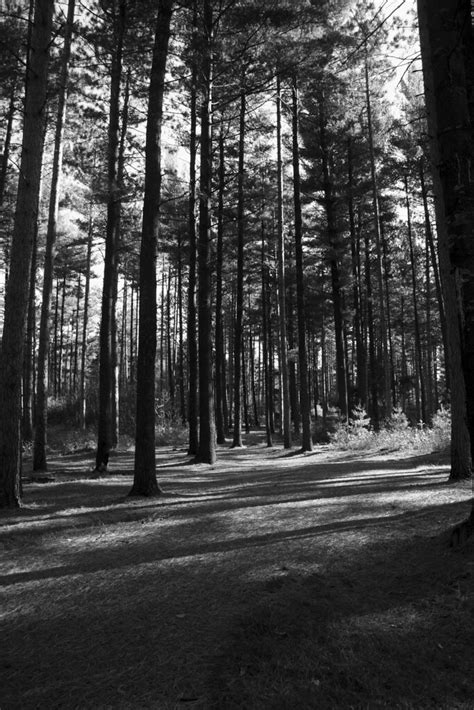 Shadows Among The Pine Trees I Loved How The Shadows Stret Flickr