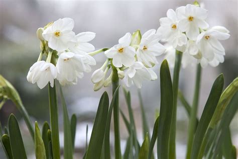 What flowers bloom in spring? Spring bulbs - Narcissus 'Ariel'. These pure white flowers ...
