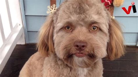 This Dog Looks Like A Human — And Its Making People Uncomfortable