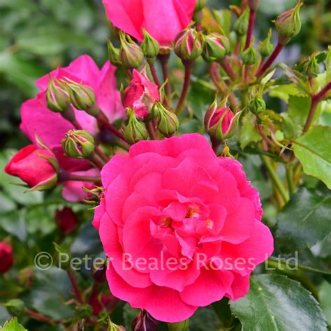 Pink Flower Carpet Shrub Standard Peter Beales Roses