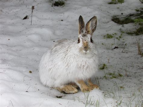 Pin By Kelly Verbauwen On Wild Rabbits Wild Rabbit Snowshoe Hare