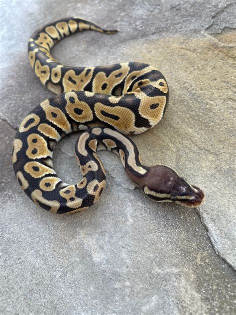 Pastel Scaleless Head Ball Python By 4z Exotics Morphmarket