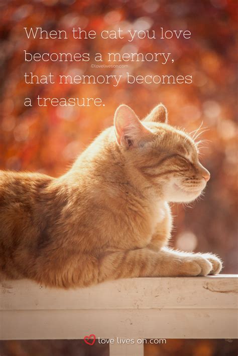 You Are Being Redirected Cat Quotes Funny Pet Quotes Cat Pet Grief