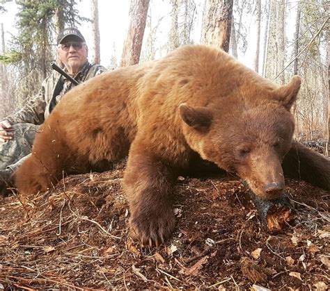Alberta Black Bear Hunts In Canada