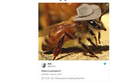 The 5 Best What In Tarnation Memes