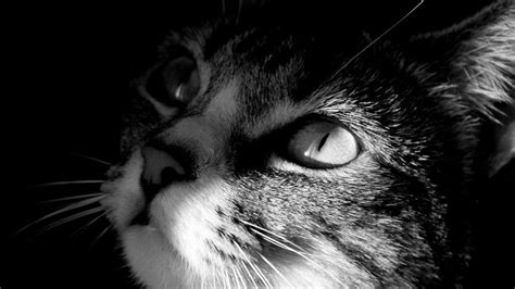 hd cat black  white wallpapers cats pretty cats animals