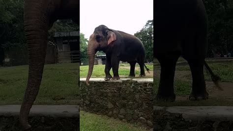 Gajah Kebun Binatang Ragunan Youtube
