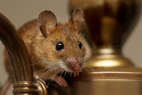 How House Mice Made Themselves A Part Of Human Life •
