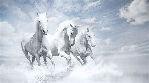 1366x768 White Horses Hd 1366x768 Resolution Hd 4k Wallpapers Images