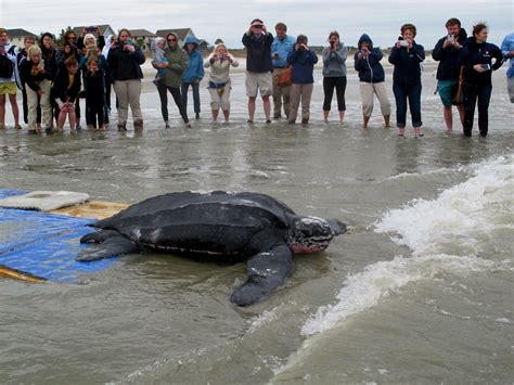 Rare 475 Pound Leatherback Turtle Released In Sc Chicago Tribune