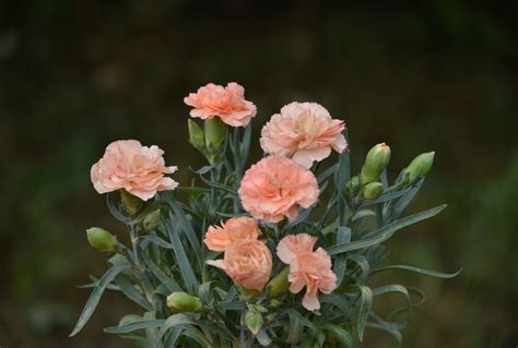 Beautiful Carnation Flower 31