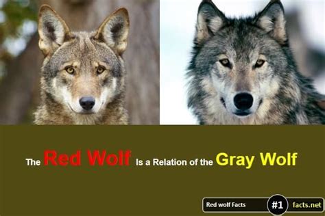 Red Wolf Facts 1 Red Wolf Wolf Facts Wolf