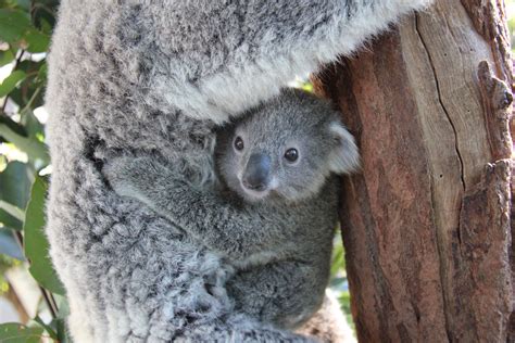 First Koala Joey Of The Season At Taronga Zoo Koala Koala Bear Baby
