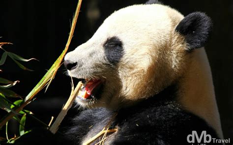 Panda San Diego Zoo Usa Worldwide Destination Photography And Insights