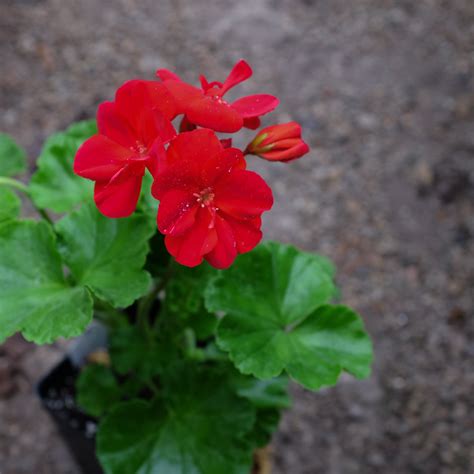 Geranium Pelargonium Patriot Bright Red Michlers Florist