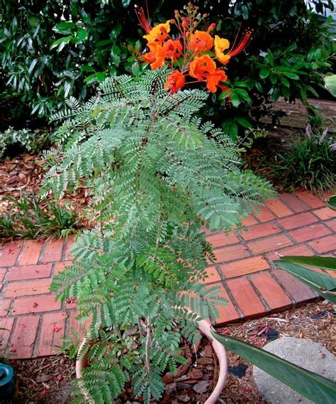 8 Red Mexican Bird of Paradise Caesalpinia Seeds