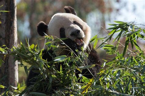 Giant Pandas No Longer Endangered Say Chinese Officials Gma News Online