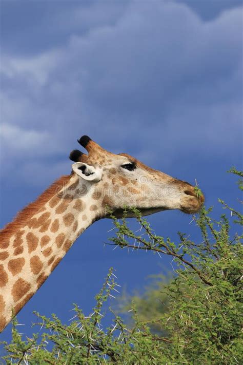 Giraffe Eating Green Acacia Leaves Moremi Game Reserve Botswana Africa