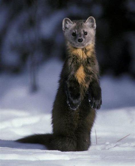 Pine Marten Ohh I Want To Trap One Cute Animals
