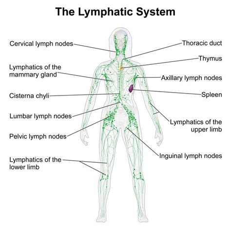 The Lymphatic System Diagram Lymphatic Drainage Massage Lymph System