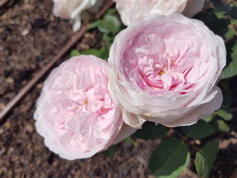 Olivia Rose Austin David Austin 90cm Standard Rose Bare Rooted