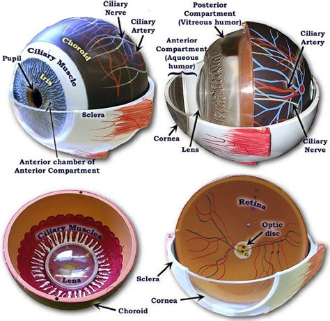 Internal View Of Eye Model Prenursing Pinterest Eye Anatomy And