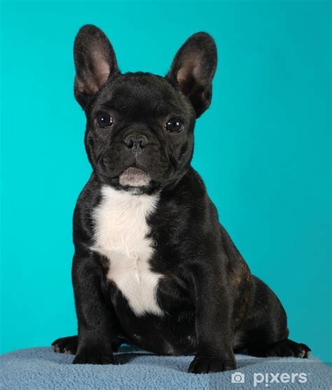 He has an amazing blue coat and gorgeous eyes, therefore he will melt everyone he this adorable akc french bulldog puppy would make a great addition to your family! french bulldog puppy Wall Mural • Pixers® • We live to change