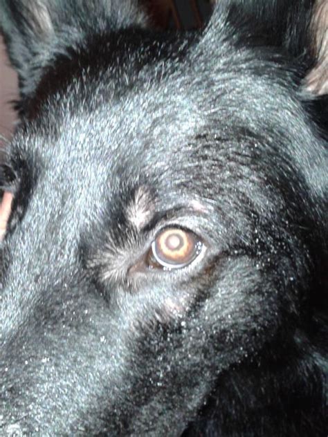 patchy face localized demodex  waiting  vet opinion german shepherd dog forums