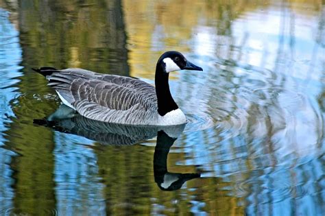 11 Types Of Different Geese Species Pestwiki