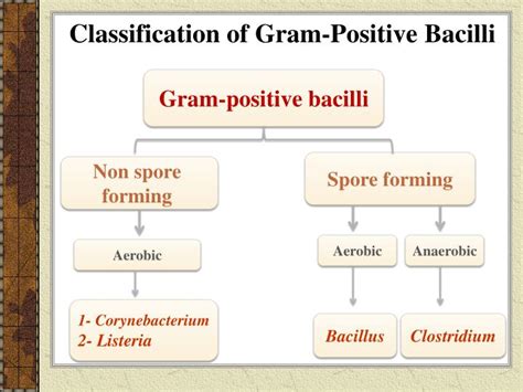 Gram Positive Bacilli List