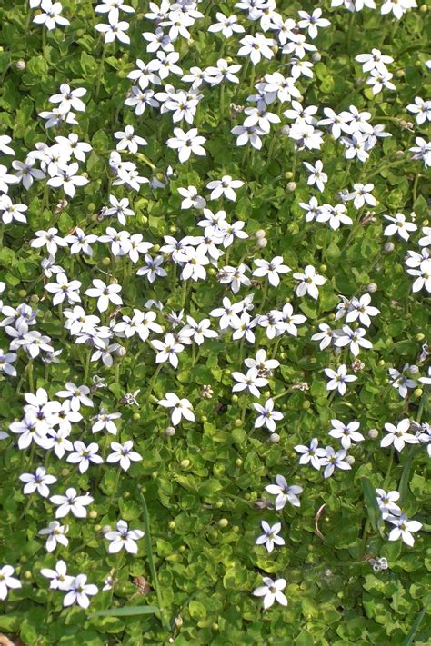16 Ground Cover Perennials To Try Out In Your Yard This Season Ground