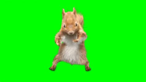 Tiktok Squirrel Dancing Green Screen Youtube