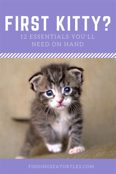 12 Essentials For The First Time Cat Owner First Time Cat Owner