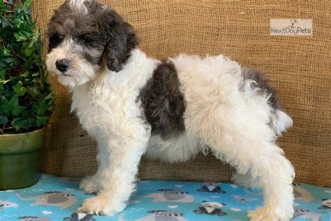 Merle Parti Boy Poodle Miniature Puppy For Sale Near Charlotte North
