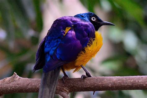 15 Examples Of Purple Animals A To Z List And Pictures Fauna Facts