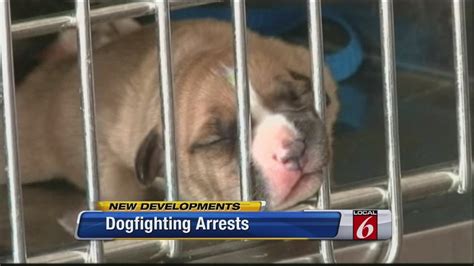 Dogfighting Ring Busted In Apopka Police Say
