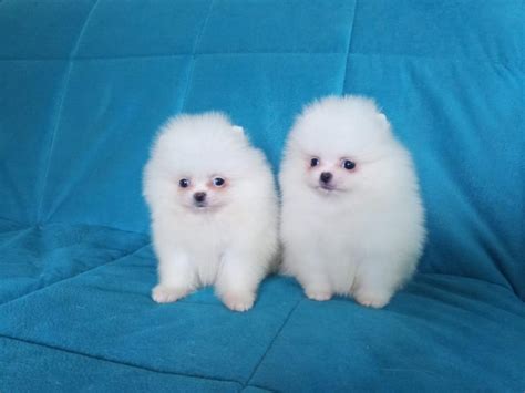 Pomeranian Puppies For Sale For Sale Adoption From Queensland Brisbane