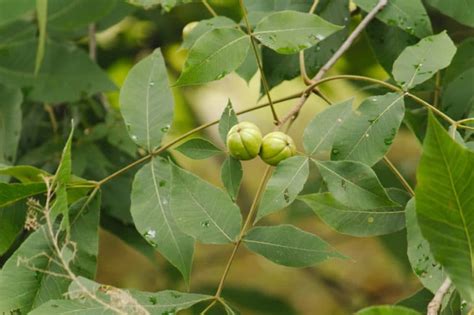 Hickory Tree Leaves And What They Do Gardeneco