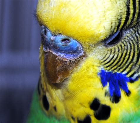 Check spelling or type a new query. New budgie: mites/scaly face? | Budgerigars Forum