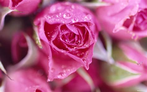 If you're looking for the best pink wallpaper then wallpapertag is the place to be. Cute Pink Roses Wallpaper HD | ImageBank.biz