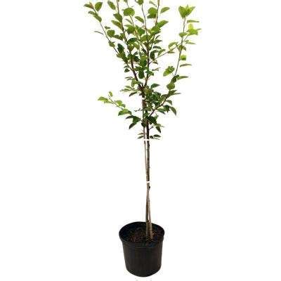 Have plenty for jams, jellies, canning, eating fresh and freezing. Fruit Trees & Plants - Edible Garden - The Home Depot