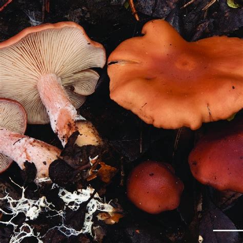 (PDF) A new species of Rhodocybe sect. Rufobrunnea (Entolomataceae, Agaricales) from Italy