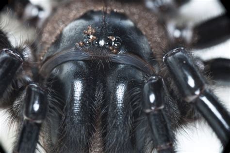 Fires Floods Now Funnel Web Spiders Australia Facing Arachnid Boom