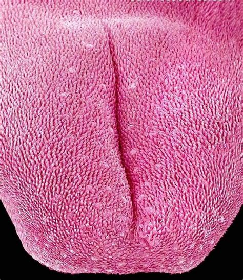 Medical Science On Twitter Things Under A Microscope Human Tongue