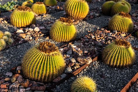Golden Barrel Cactus With Sunlight Stock Photo Image Of Circle